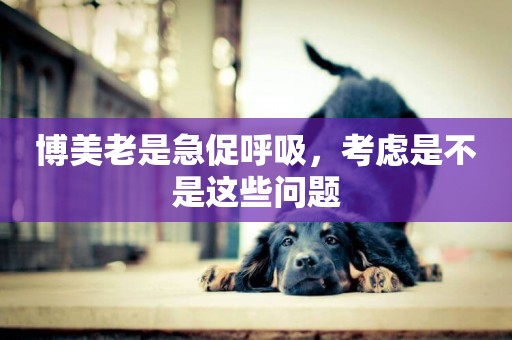 博美老是急促呼吸，考慮是不是這些問題
