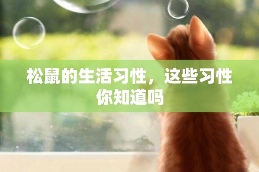 松鼠的生活習性，這些習性你知道嗎