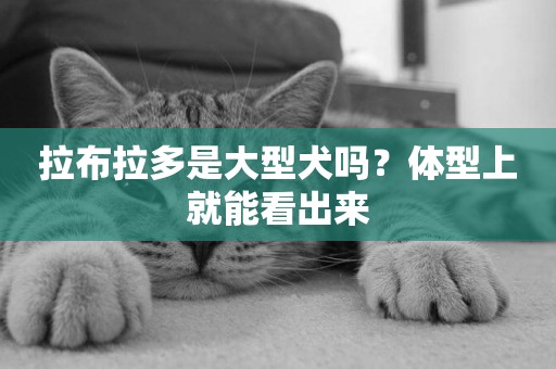 拉布拉多是大型犬嗎？體型上就能看出來