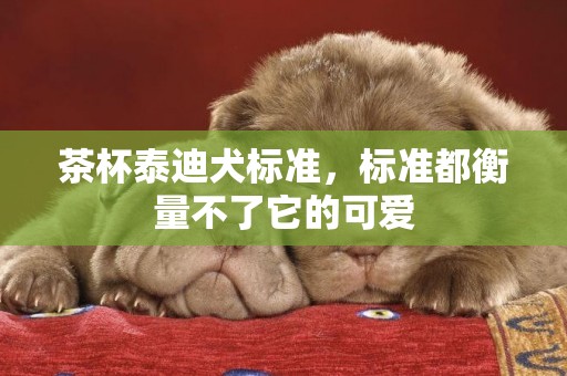 茶杯泰迪犬標準，標準都衡量不了它的可愛