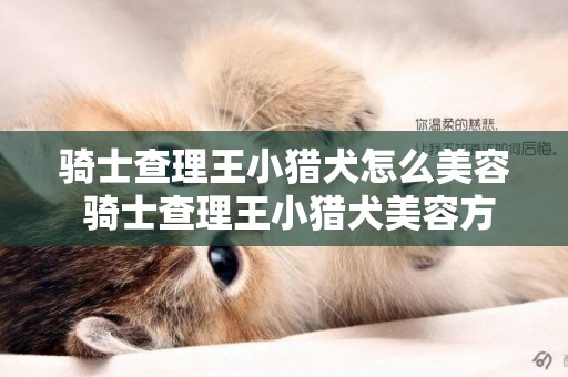 騎士查理王小獵犬怎么美容 騎士查理王小獵犬美容方法