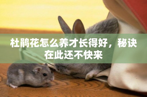 杜鵑花怎么養才長得好，秘訣在此還不快來