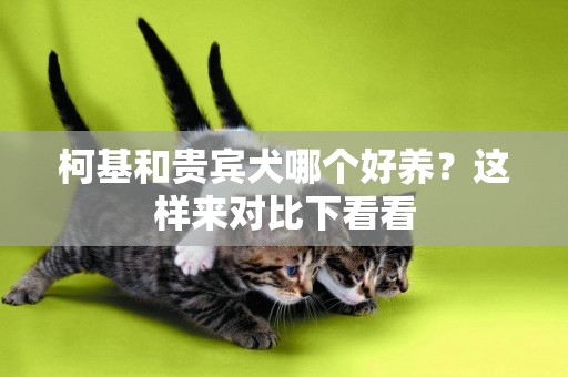 柯基和貴賓犬哪個好養？這樣來對比下看看