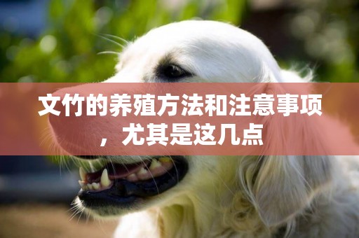 文竹的養殖方法和注意事項，尤其是這幾點