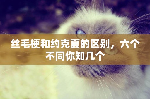 絲毛梗和約克夏的區別，六個不同你知幾個