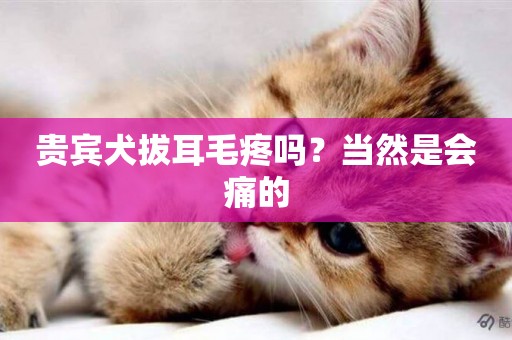 貴賓犬拔耳毛疼嗎？當然是會痛的