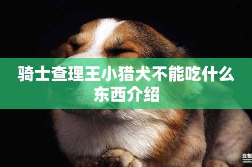 騎士查理王小獵犬不能吃什么東西介紹