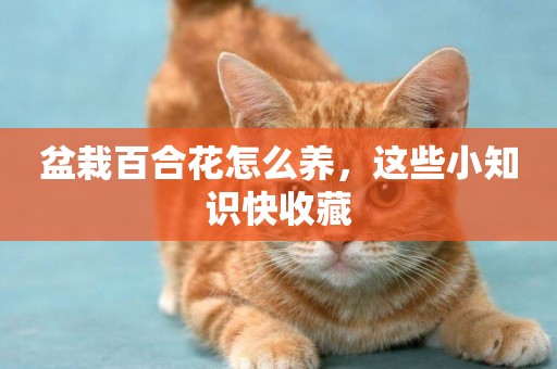 盆栽百合花怎么養，這些小知識快收藏