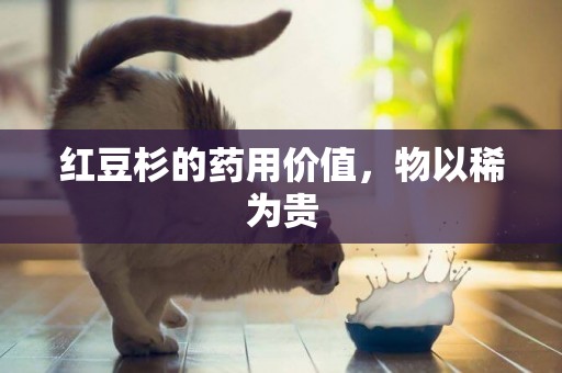 紅豆杉的藥用價值，物以稀為貴