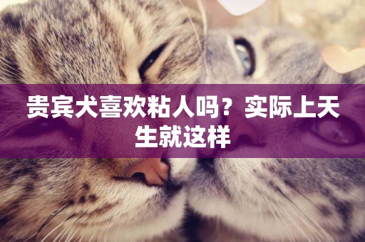 貴賓犬喜歡粘人嗎？實際上天生就這樣