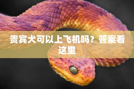 貴賓犬可以上飛機嗎？答案看這里