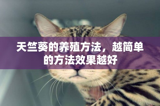 天竺葵的養殖方法，越簡單的方法效果越好