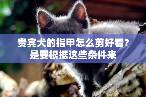 貴賓犬的指甲怎么剪好看？是要根據這些條件來