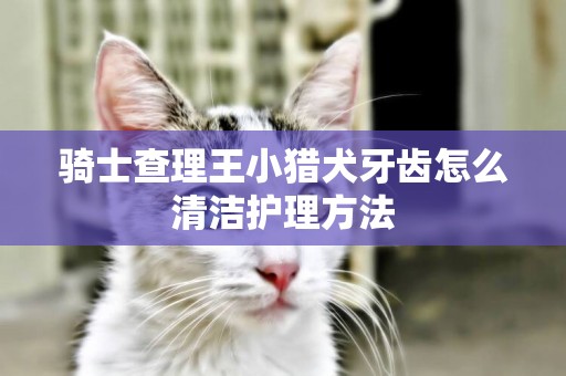 騎士查理王小獵犬牙齒怎么清潔護理方法