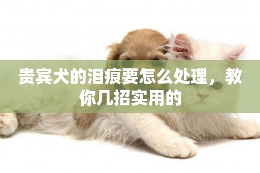 貴賓犬的淚痕要怎么處理，教你幾招實用的