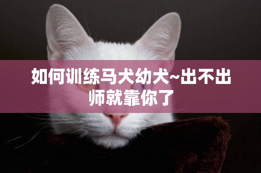 如何訓練馬犬幼犬~出不出師就靠你了