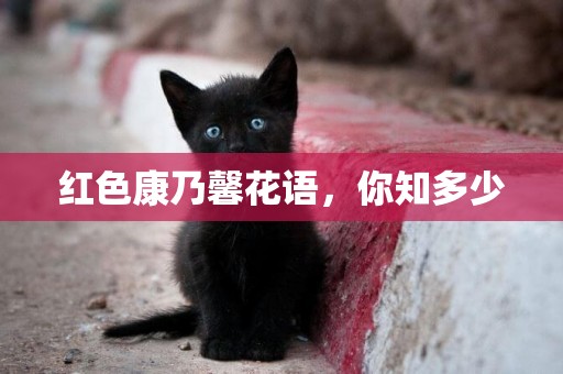 紅色康乃馨花語，你知多少