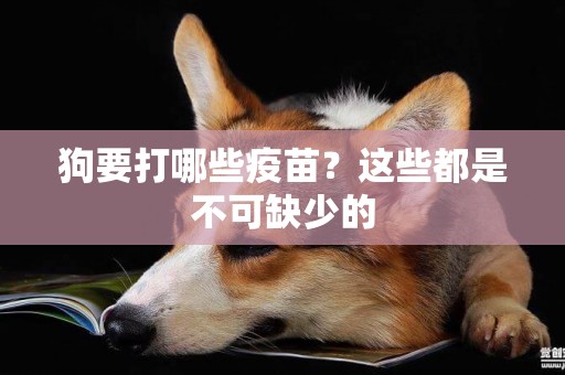 狗要打哪些疫苗？這些都是不可缺少的