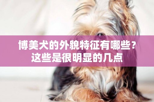 博美犬的外貌特征有哪些？這些是很明顯的幾點