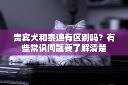 貴賓犬和泰迪有區別嗎？有些常識問題要了解清楚