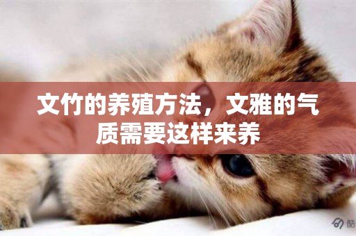 文竹的養殖方法，文雅的氣質需要這樣來養