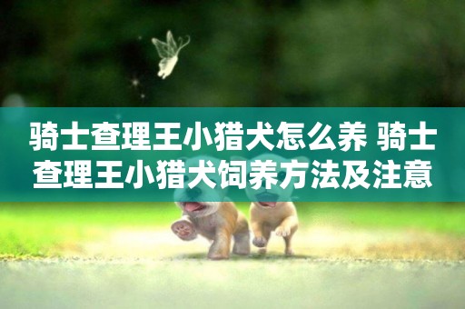 騎士查理王小獵犬怎么養 騎士查理王小獵犬飼養方法及注意