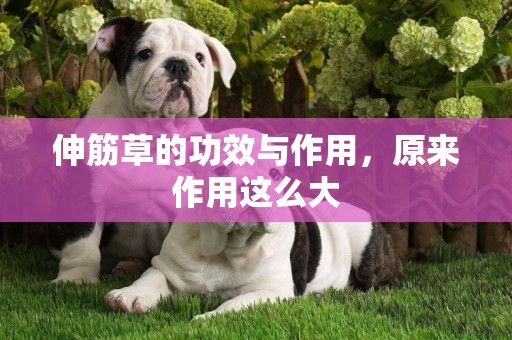 伸筋草的功效與作用，原來作用這么大