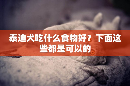 泰迪犬吃什么食物好？下面這些都是可以的
