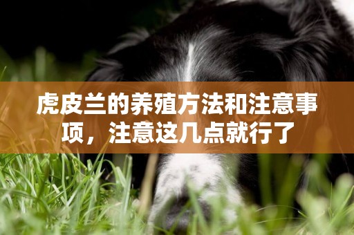 虎皮蘭的養殖方法和注意事項，注意這幾點就行了