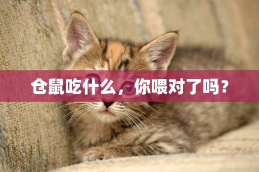 倉鼠吃什么，你喂對了嗎？