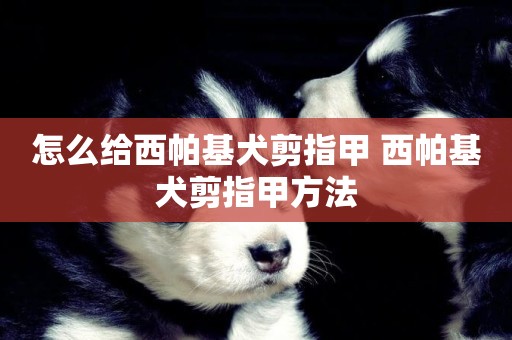 怎么給西帕基犬剪指甲 西帕基犬剪指甲方法