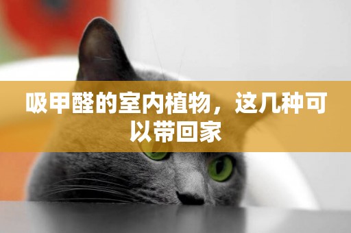 吸甲醛的室內植物，這幾種可以帶回家