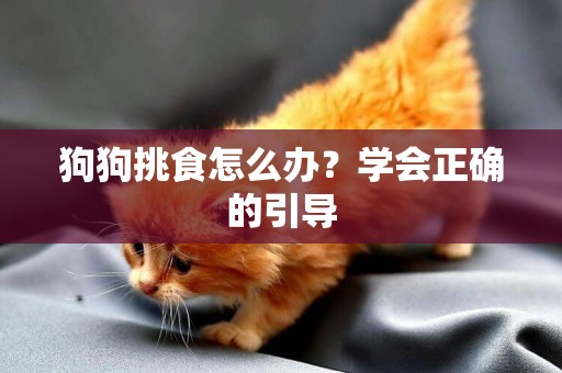 狗狗挑食怎么辦？學會正確的引導