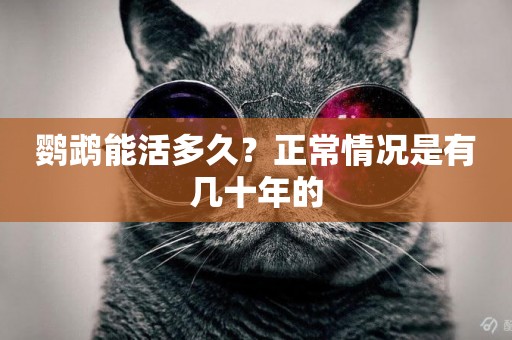 鸚鵡能活多久？正常情況是有幾十年的