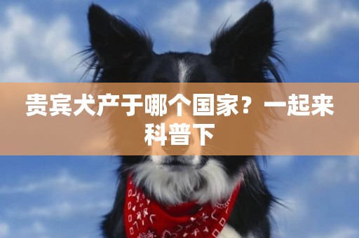 貴賓犬產于哪個國家？一起來科普下