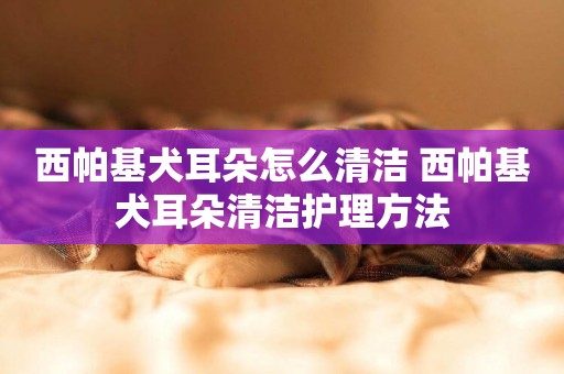 西帕基犬耳朵怎么清潔 西帕基犬耳朵清潔護理方法
