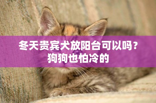 冬天貴賓犬放陽臺可以嗎？狗狗也怕冷的