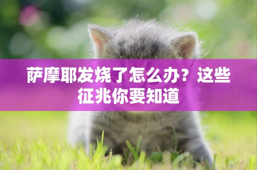 薩摩耶發燒了怎么辦？這些征兆你要知道
