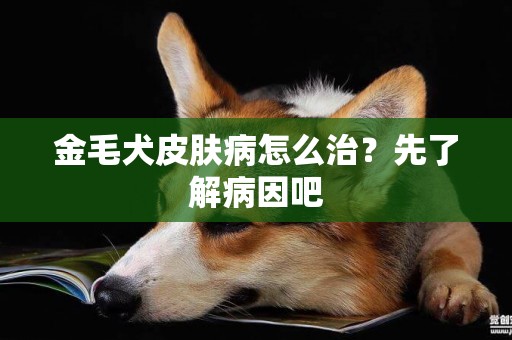 金毛犬皮膚病怎么治？先了解病因吧