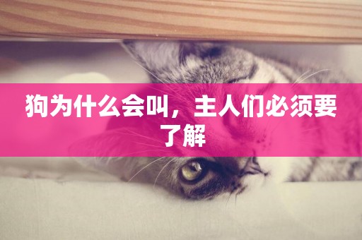 狗為什么會叫，主人們必須要了解