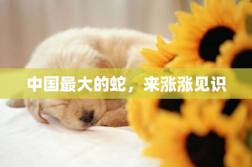 中國最大的蛇，來漲漲見識