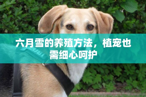 六月雪的養殖方法，植寵也需細心呵護