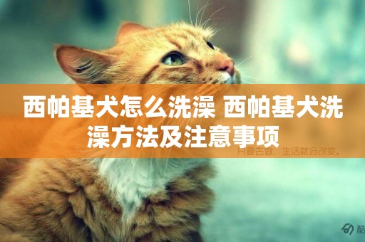 西帕基犬怎么洗澡 西帕基犬洗澡方法及注意事項