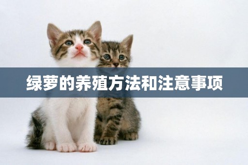 綠蘿的養殖方法和注意事項