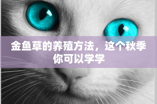 金魚草的養殖方法，這個秋季你可以學學