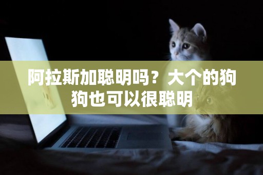 阿拉斯加聰明嗎？大個的狗狗也可以很聰明