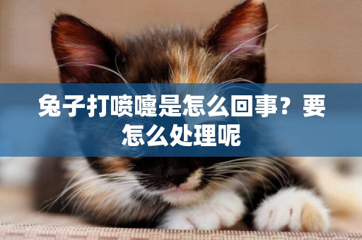 兔子打噴嚏是怎么回事？要怎么處理呢