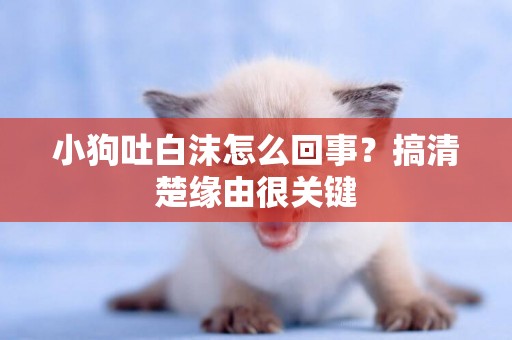 小狗吐白沫怎么回事？搞清楚緣由很關鍵