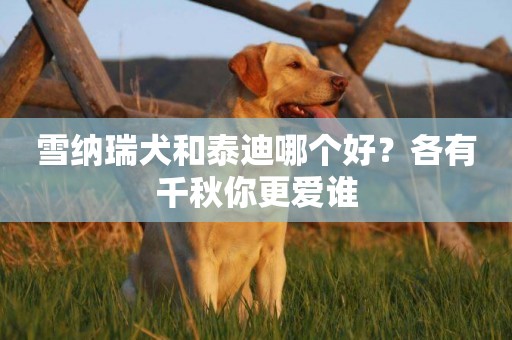 雪納瑞犬和泰迪哪個好？各有千秋你更愛誰