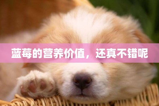 藍莓的營養價值，還真不錯呢